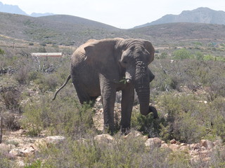 2017-10-29 RPA/2017-10-31 safari/słonie